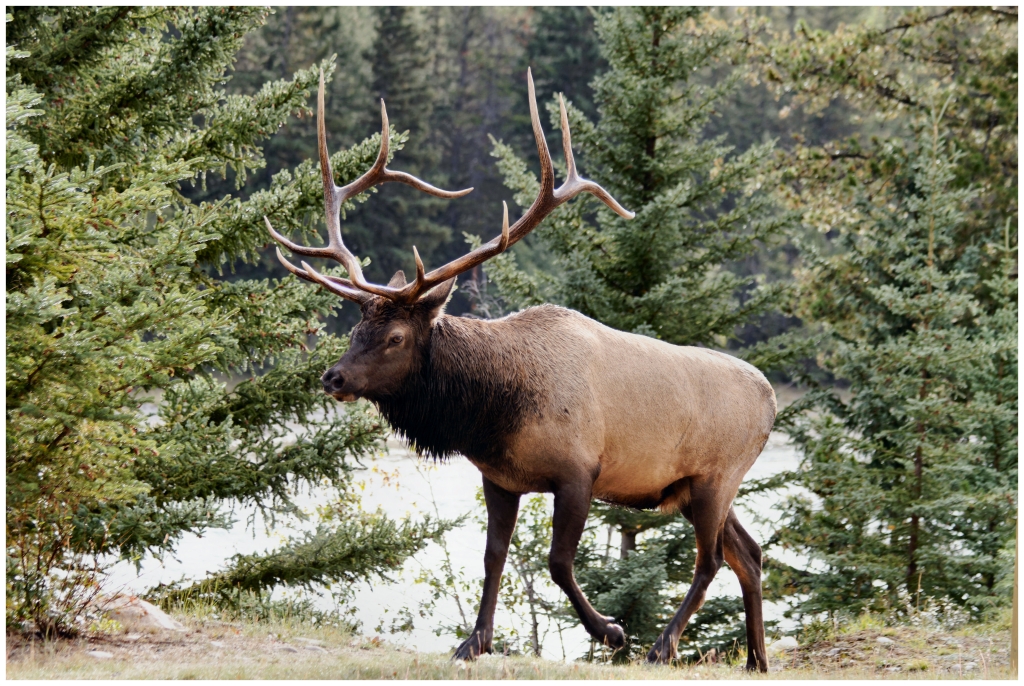 09 - Yoho NP (7).jpg